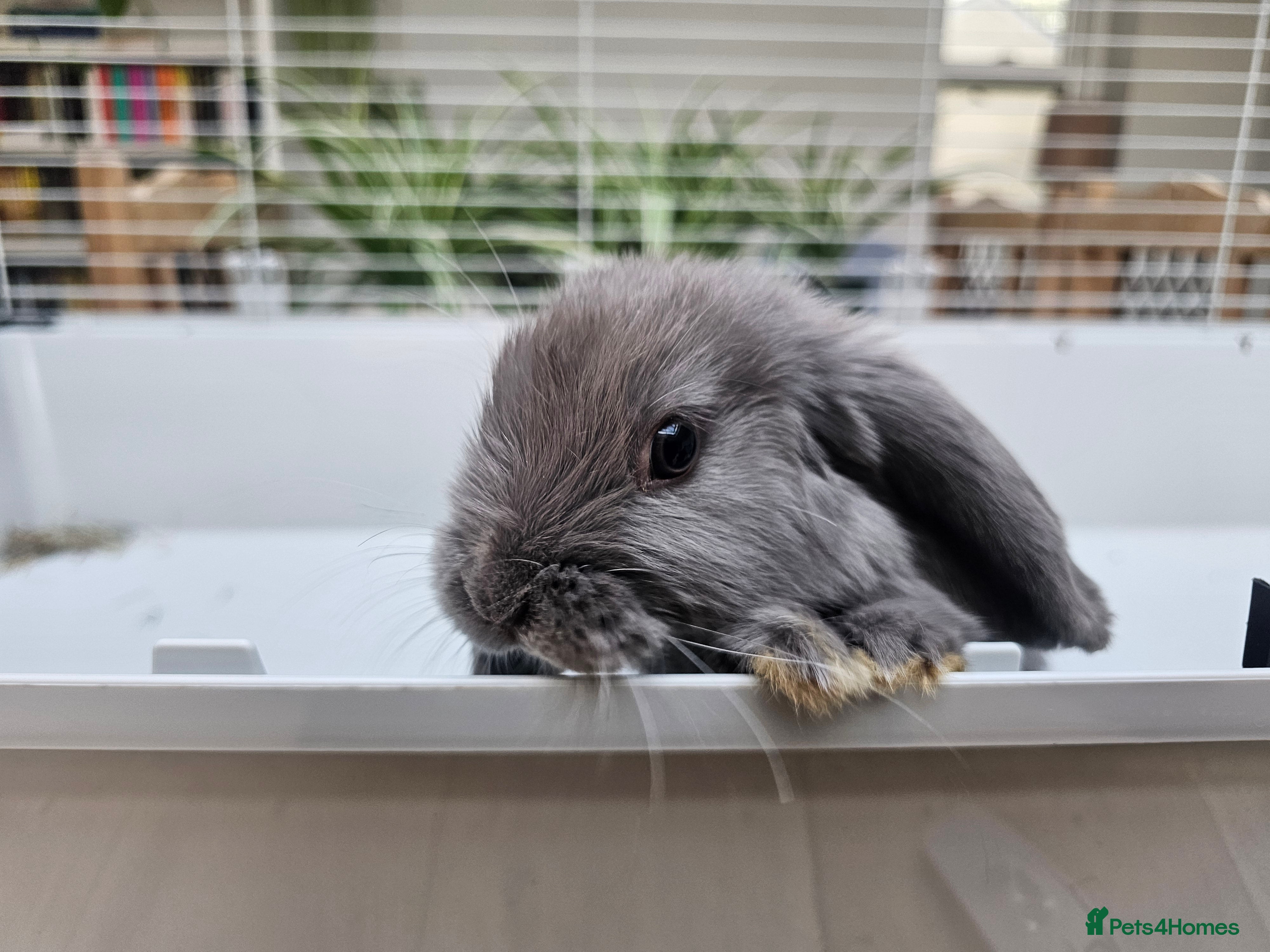 Mini Lop rabbits Mini lop girls - Advert 2