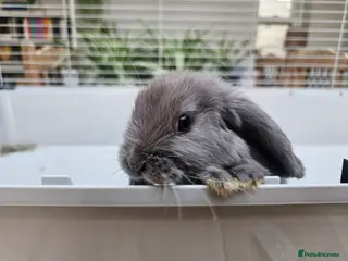 Mini Lop rabbits Mini lop girls - Advert 2