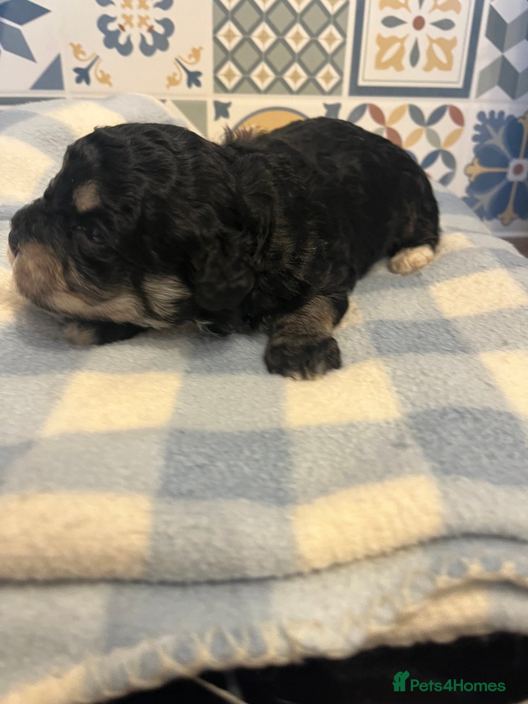 Maltipoo dogs for sale: Maltipoo puppies ready 8th January - Advert 3