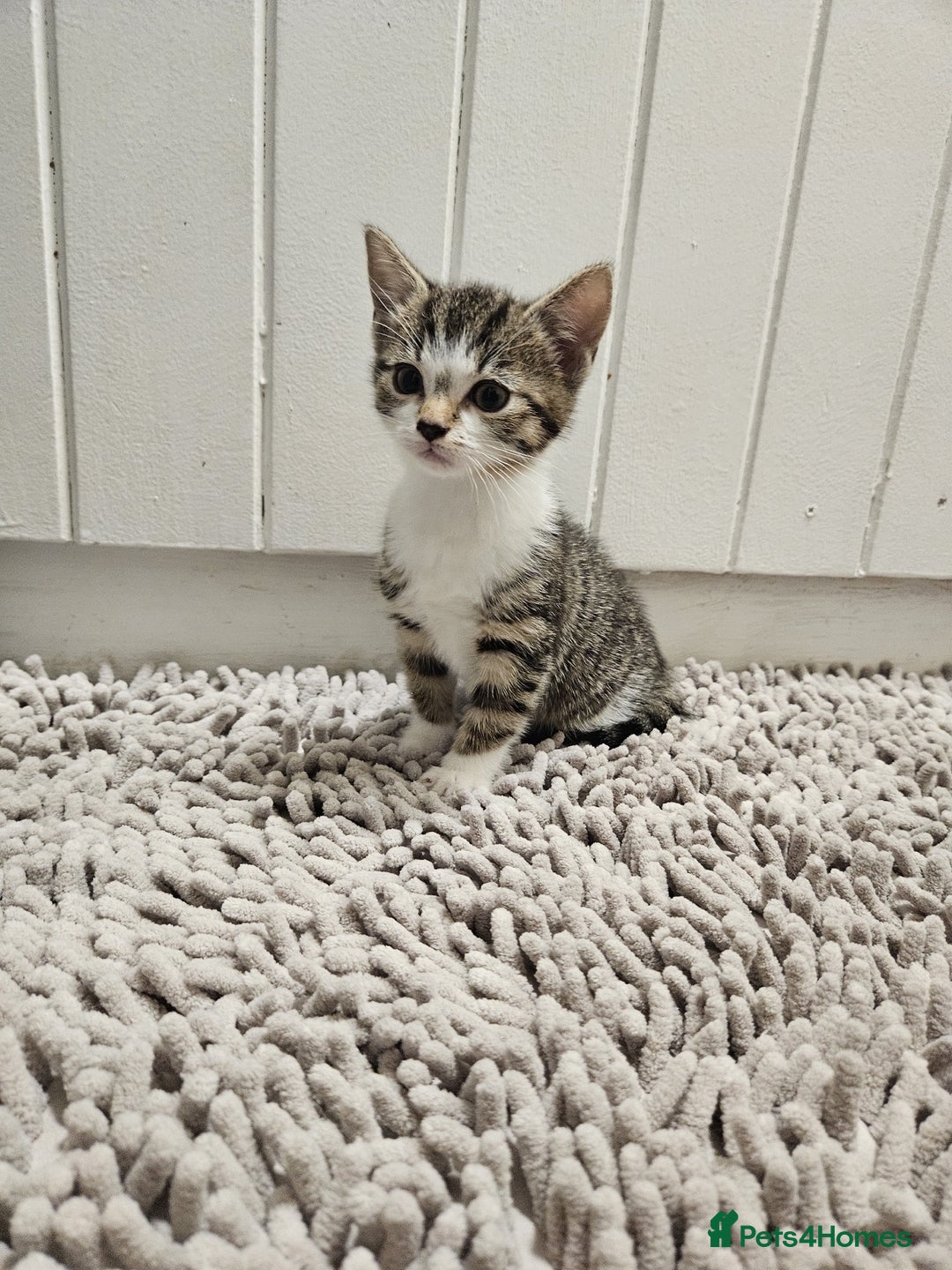 Mixed Breed cats for sale: Ragdoll x kittens - Advert 4