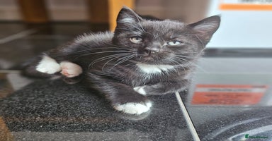 Mixed Breed cats - Advert 8
