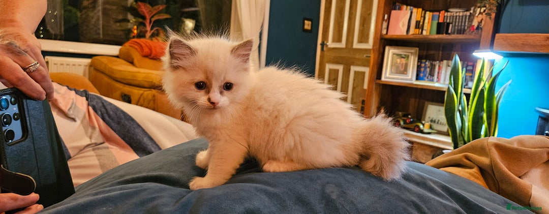 Ragdoll cats for sale: Ready now hcm clear ragdoll litter. X6 - Image 14