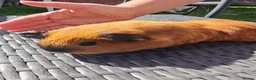 Guinea Pig rodents for sale: Female calis x 3 - Advert 1