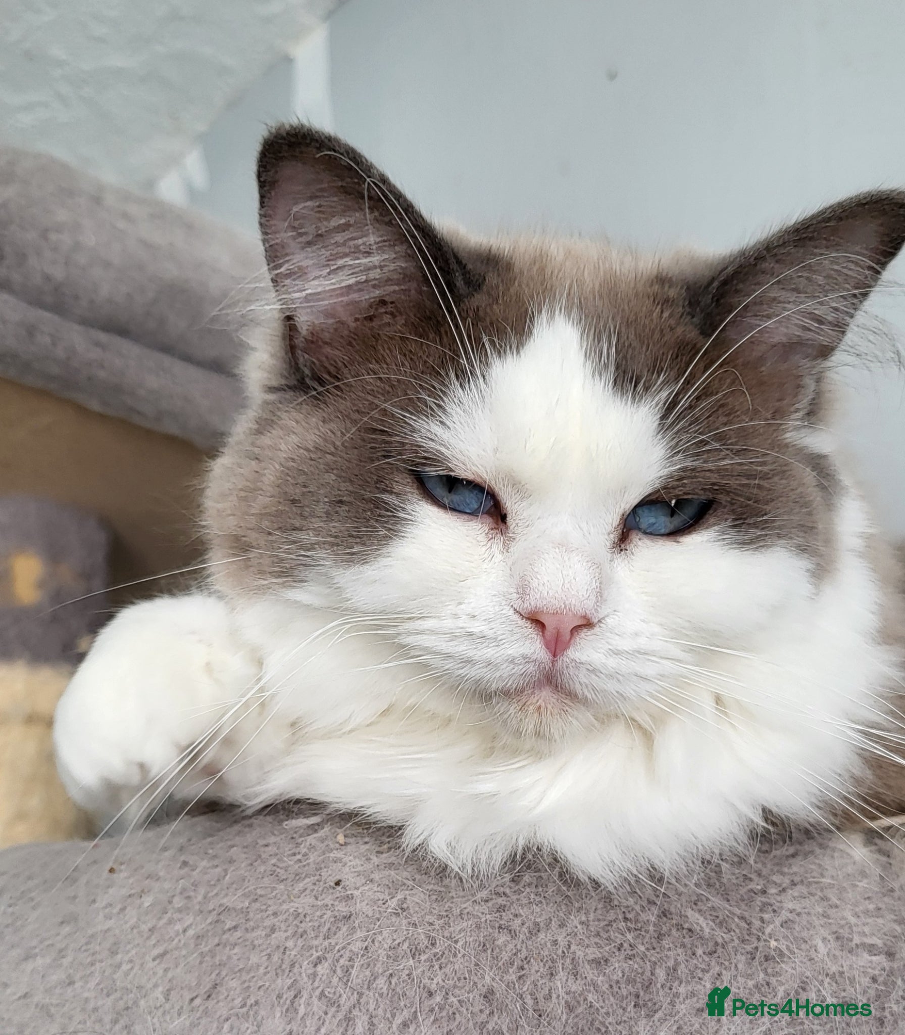 Ragdoll cats 13 month old female ragdoll - Advert 5