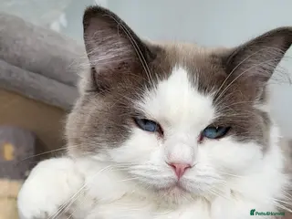 Ragdoll cats 13 month old female ragdoll - Advert 5