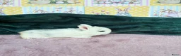 Mini Lop rabbits for sale: MINI LOPS🌸💙 - Advert 7