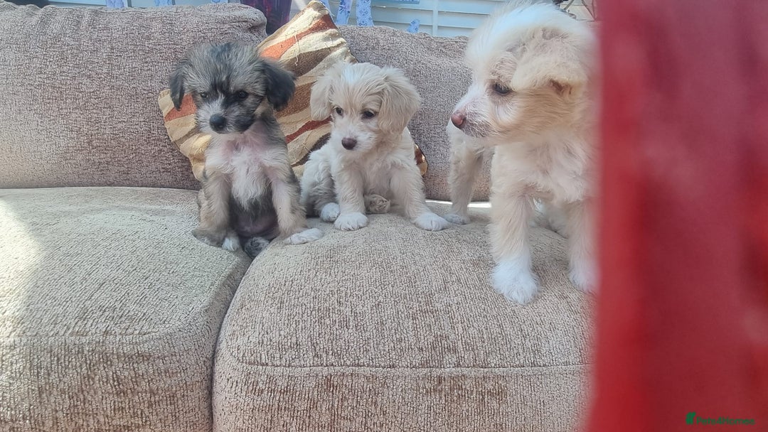 Chinese Crested dogs for sale: 5 beautiful Chinese crested puffs 3 girls 2 boys - Image 27