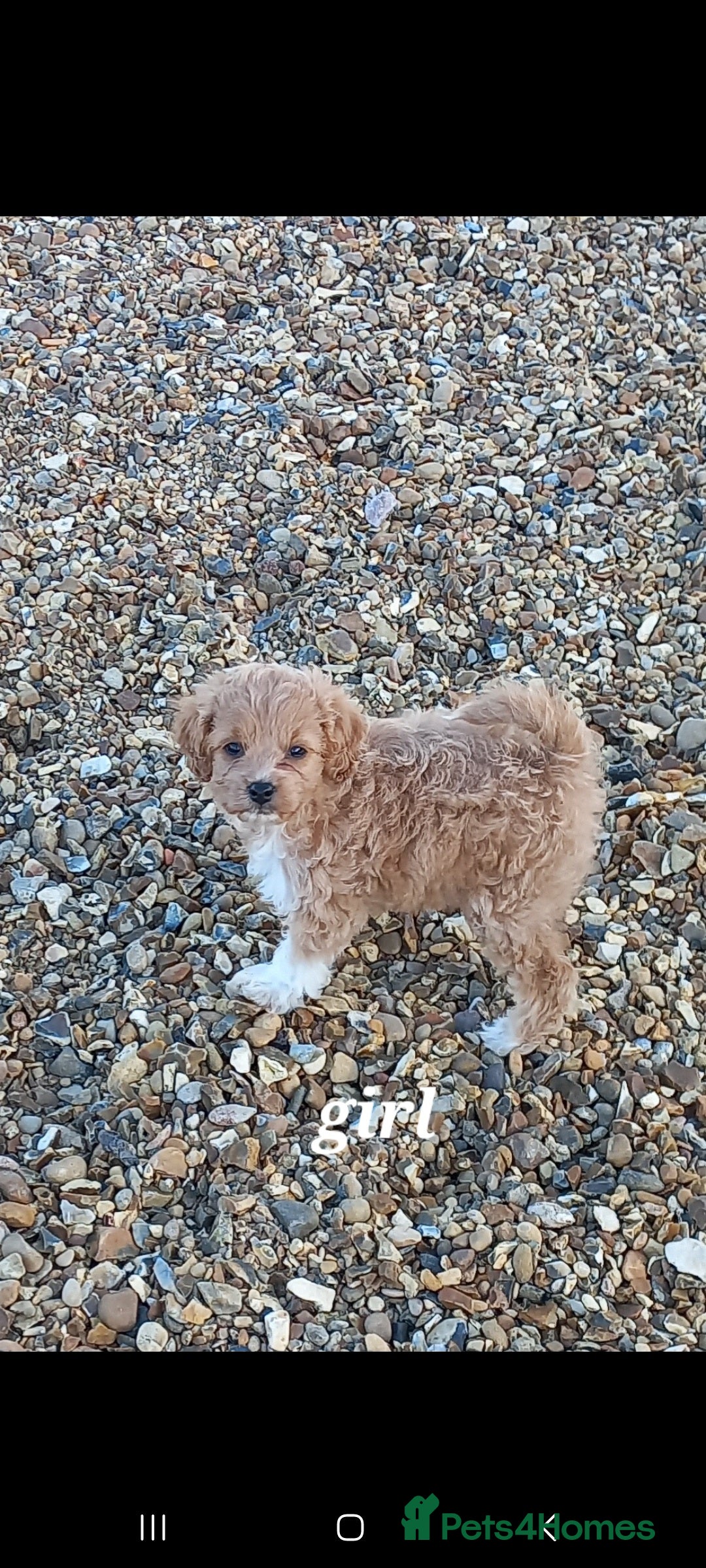 Maltipoo dogs for sale: Maltipoo puppies  - Advert 6