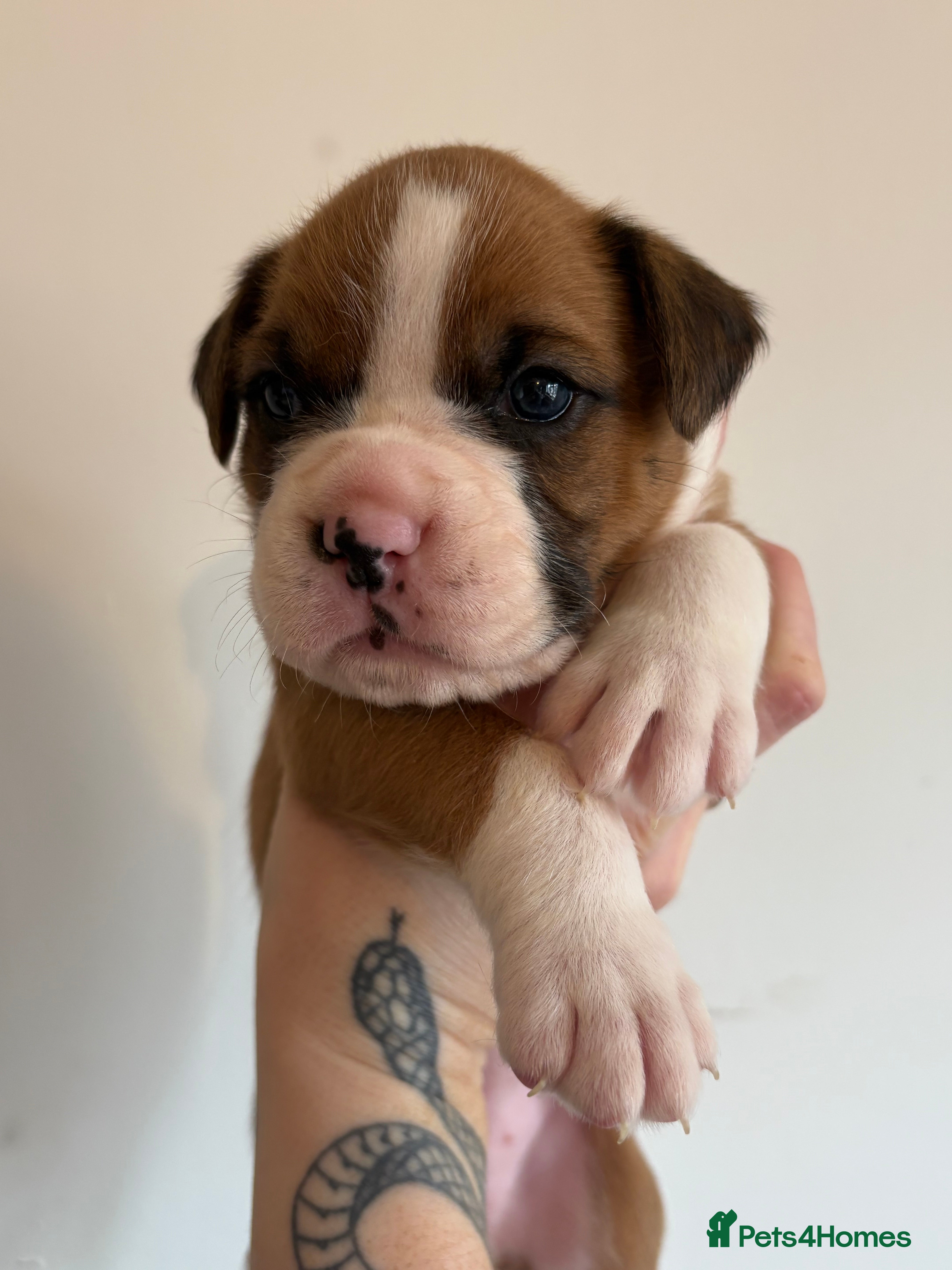 Boxer dogs Boxer puppies red flashy girls bob tails kc reg - Advert 6