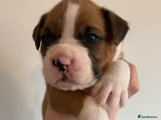 Boxer dogs Boxer puppies red flashy girls bob tails kc reg - Advert 6