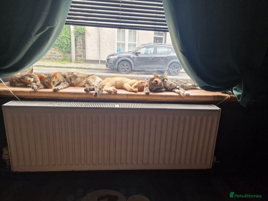 Domestic Shorthair cats for sale: 2 beautiful girls for sale  - Image 11