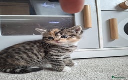 Mixed Breed cats for sale: Three Fluffy Tigers  - Image 13