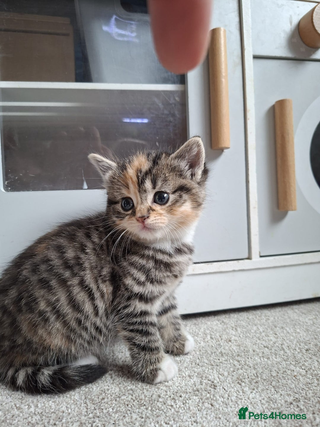 Mixed Breed cats for sale: Three Fluffy Tigers  - Image 13