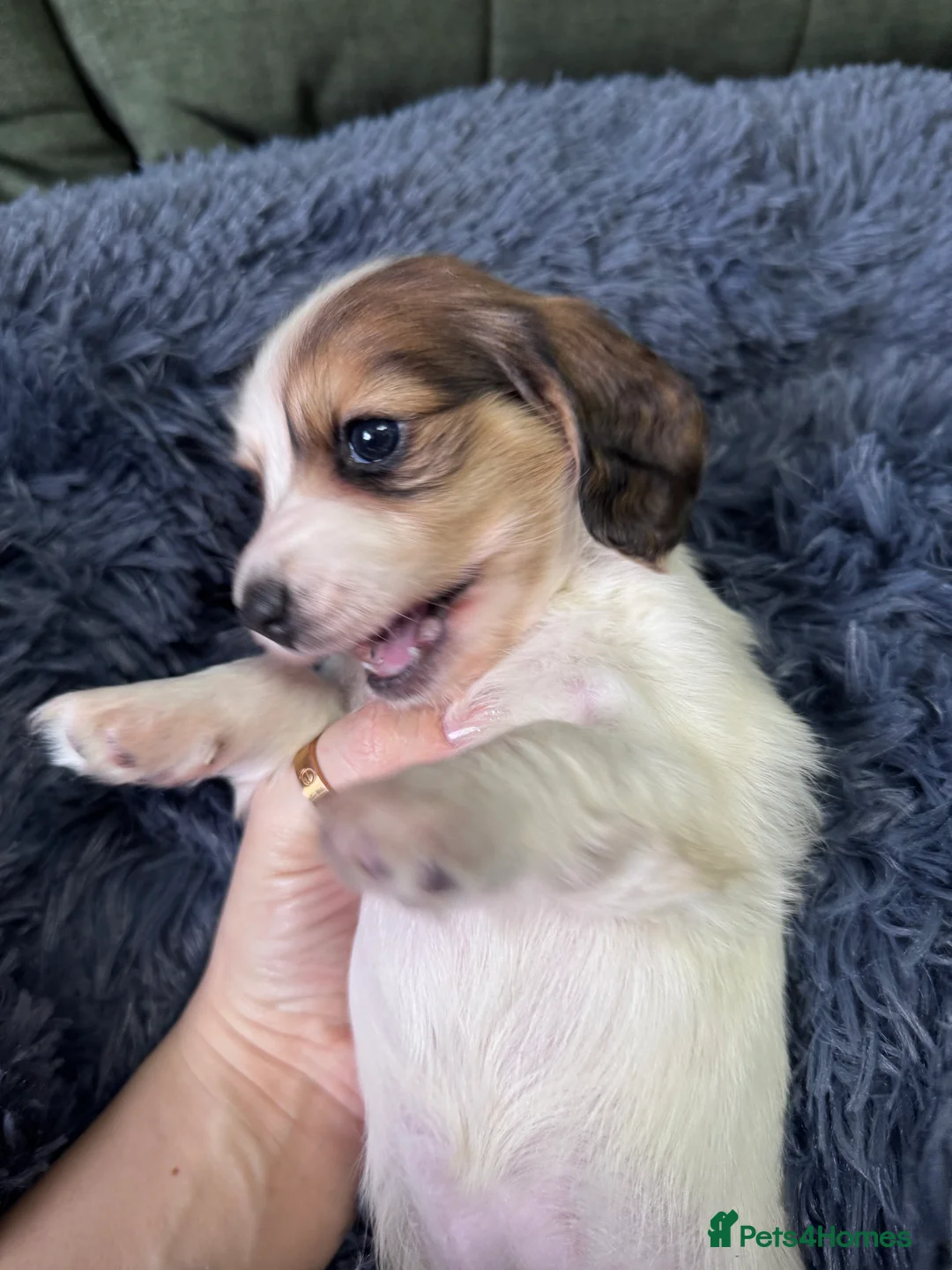 Miniature Dachshund dogs for sale: 2 piebald miniature long haired dachshund puppies  - Advert 6