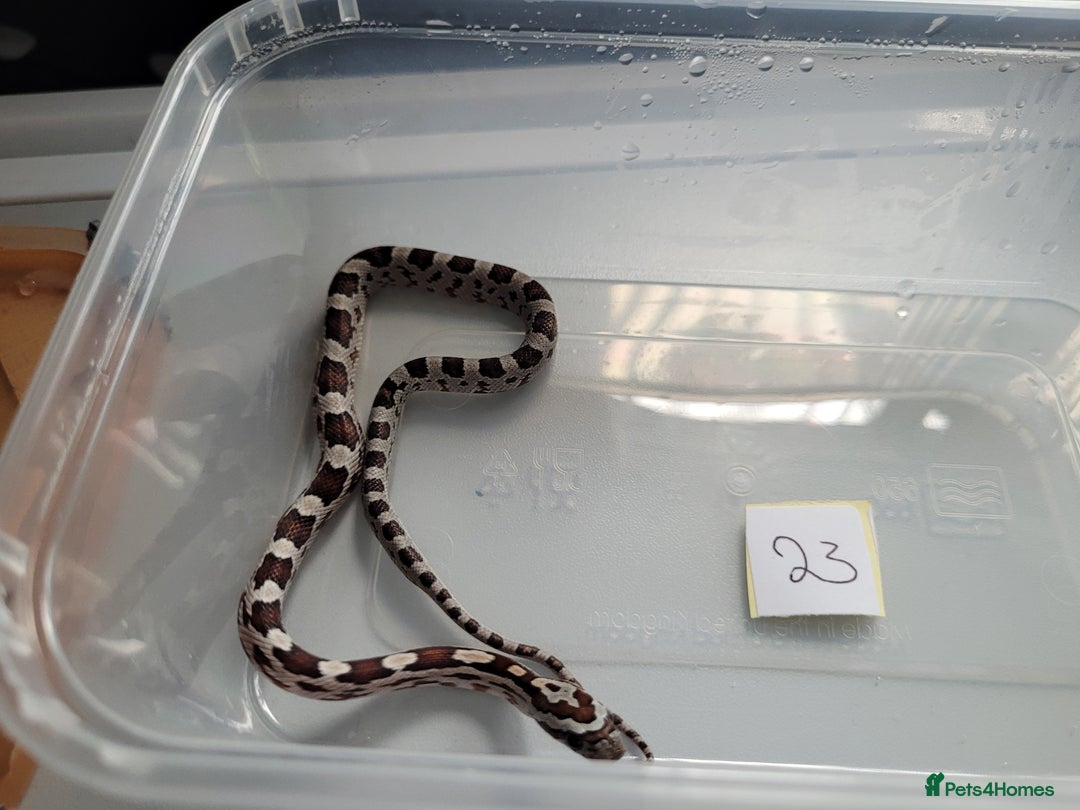 Corn Snake reptiles for sale: 6 week old baby corn snakes - Image 3