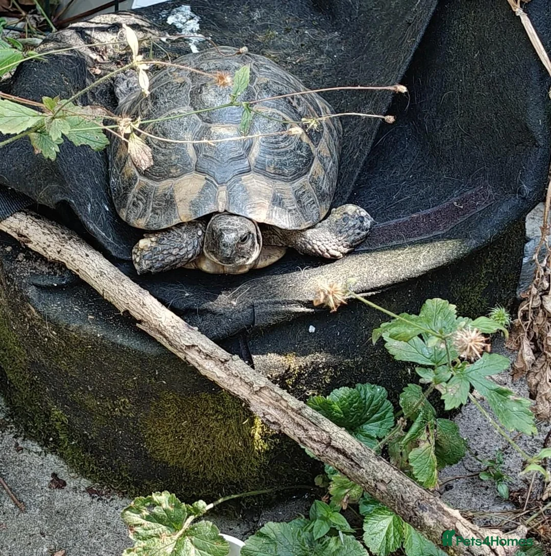 Tortoise reptiles for sale: 35 year old Horsefield Tortoise - Advert 5