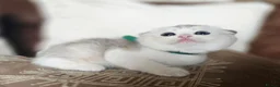Munchkin cats for sale: Scottish Kilts ( MUNCHKIN FOLD) kittens 😸  in Gloucester - Advert 33