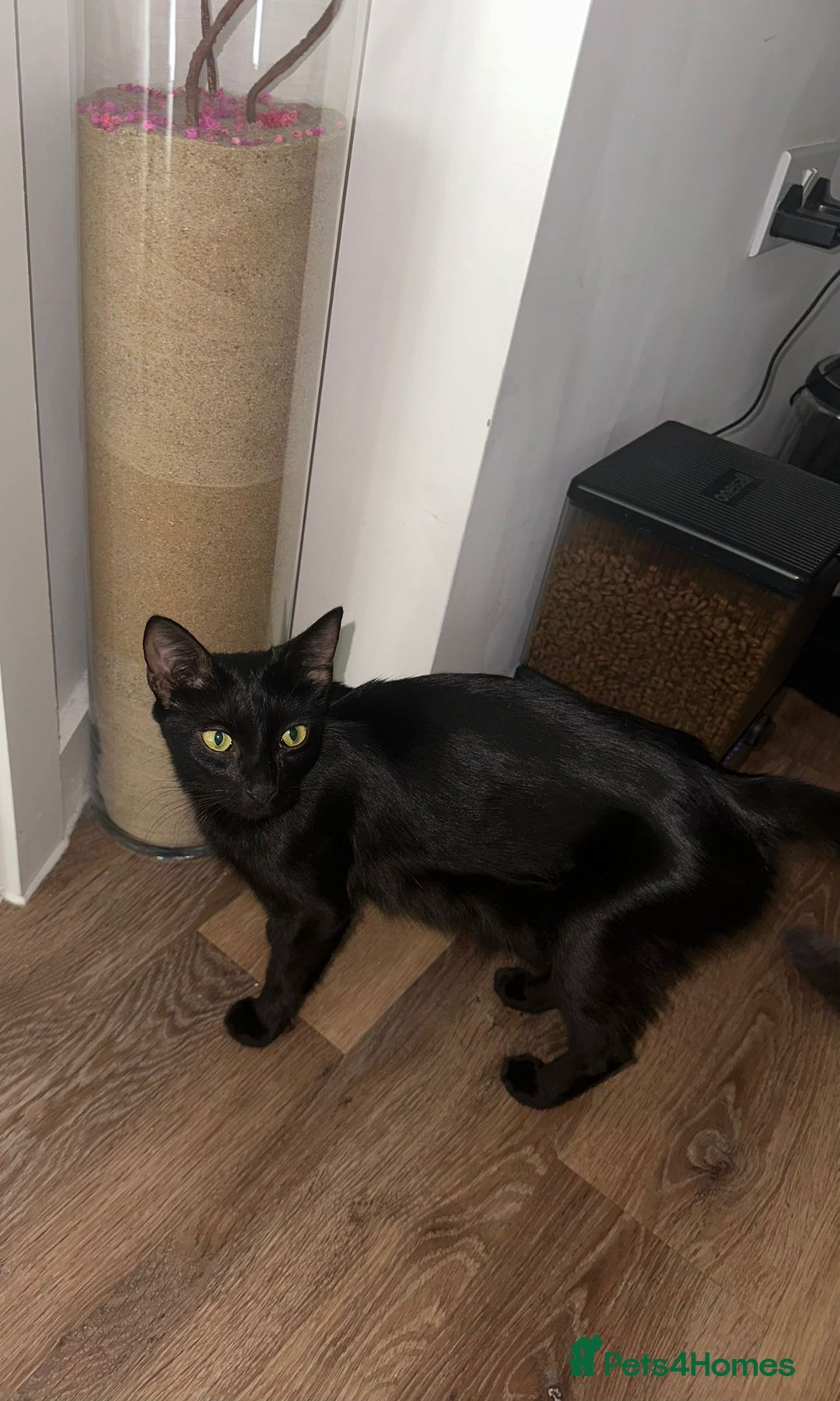 Bombay cats for sale: Mother and daughter kitties for adoption - Image 3