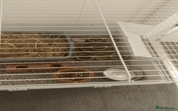 Lionhead rabbits for sale: Lionhead Rabbit - Image 2