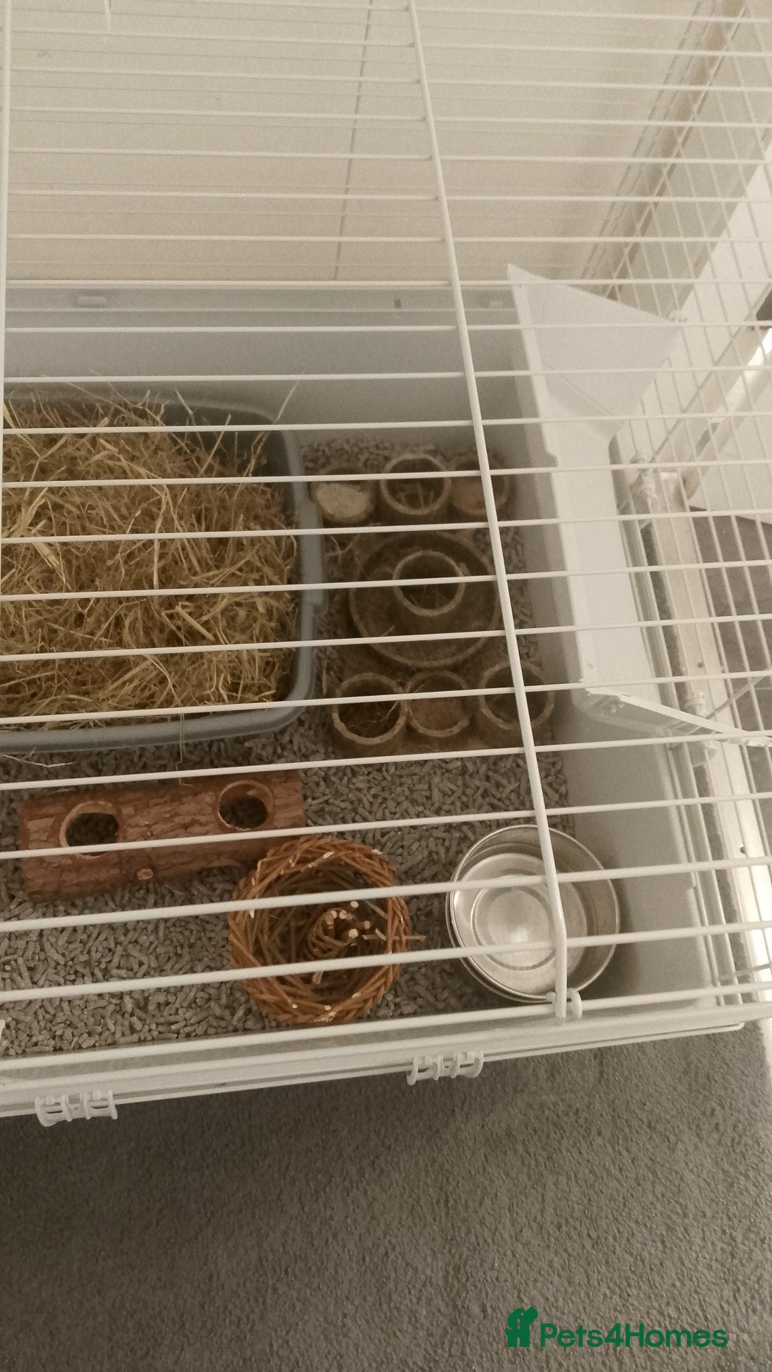 Lionhead rabbits for sale: Lionhead Rabbit - Image 2