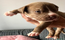 Mixed Breed dogs for sale: American bulldogs  - Image 15