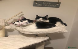 European cats for sale: 2 adorable female kittens 16 weeks  - Image 8