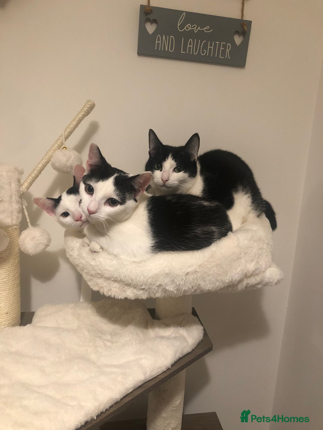 European cats for sale: 2 adorable female kittens 16 weeks  - Image 8