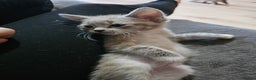 Mixed Breed cats for sale: Adorable kittens for sale - Advert 31