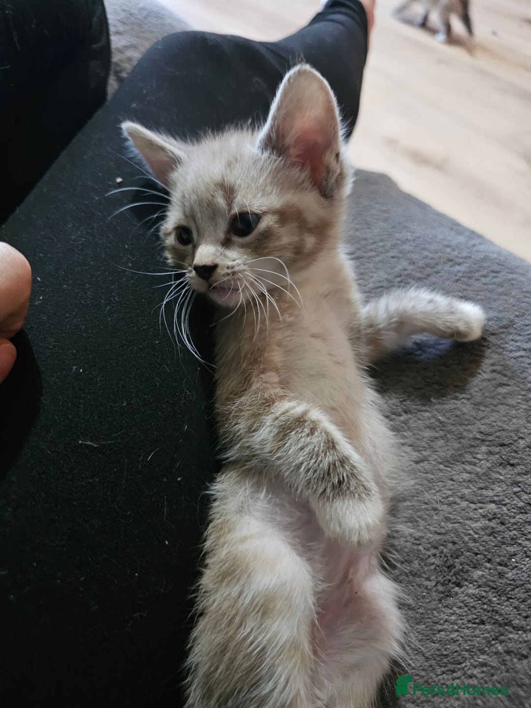 Mixed Breed cats for sale: Adorable kittens for sale - Advert 31