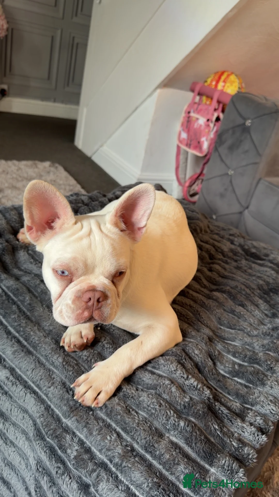 French Bulldog dogs for sale: Belle FRENCH BULLDOG in Weston-super-Mare - Advert 3