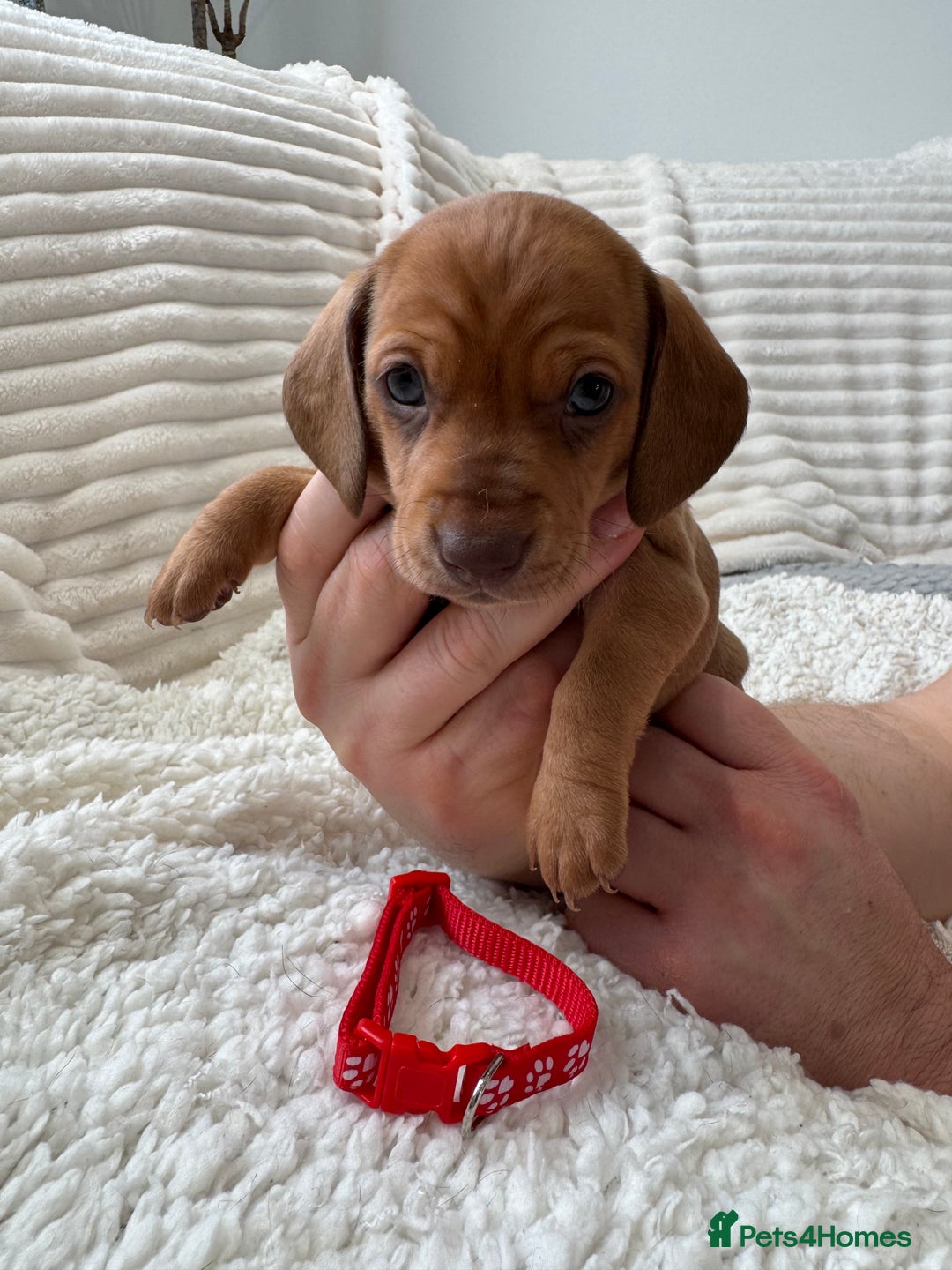 Dachshund dogs for sale: Beautiful Standard Dachshund Puppies - Advert 1
