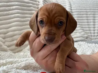 Dachshund dogs Beautiful Standard Dachshund Puppies - Advert 2