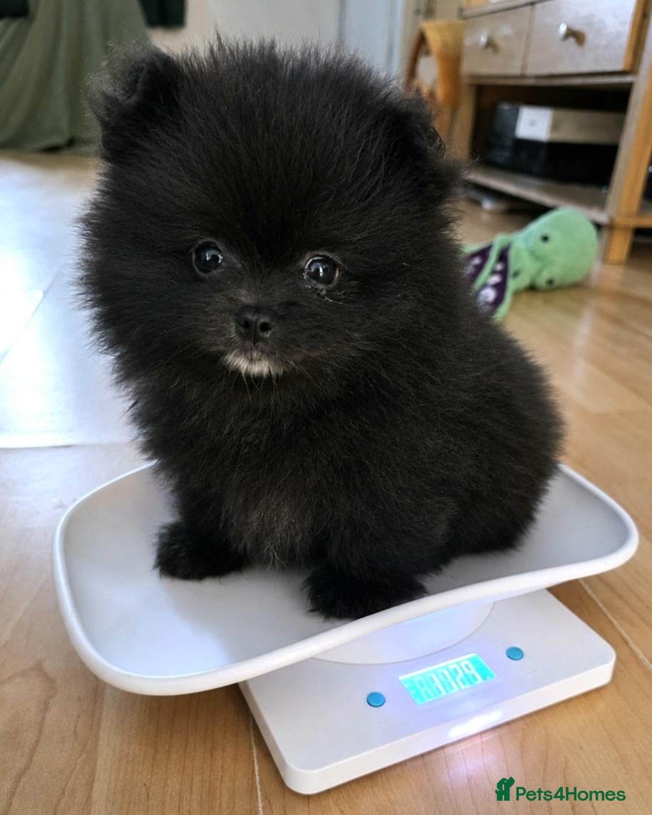 Pomeranian dogs Kennel Club Registered Pomeranian Puppies - Advert 5