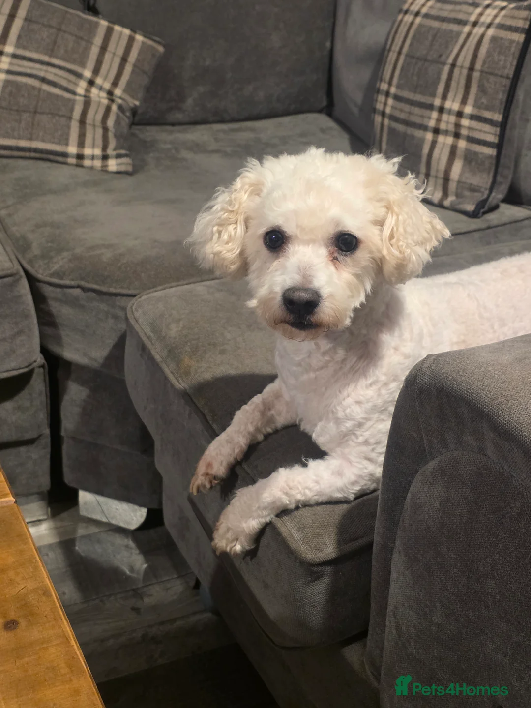 Bichon Frise dogs for sale: 6 year old bichon frise - Advert 1