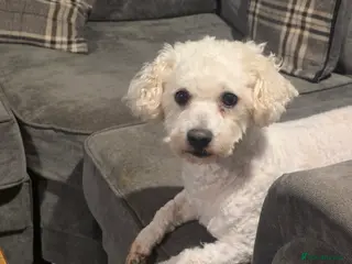 Bichon Frise dogs 6 year old bichon frise - Advert 2