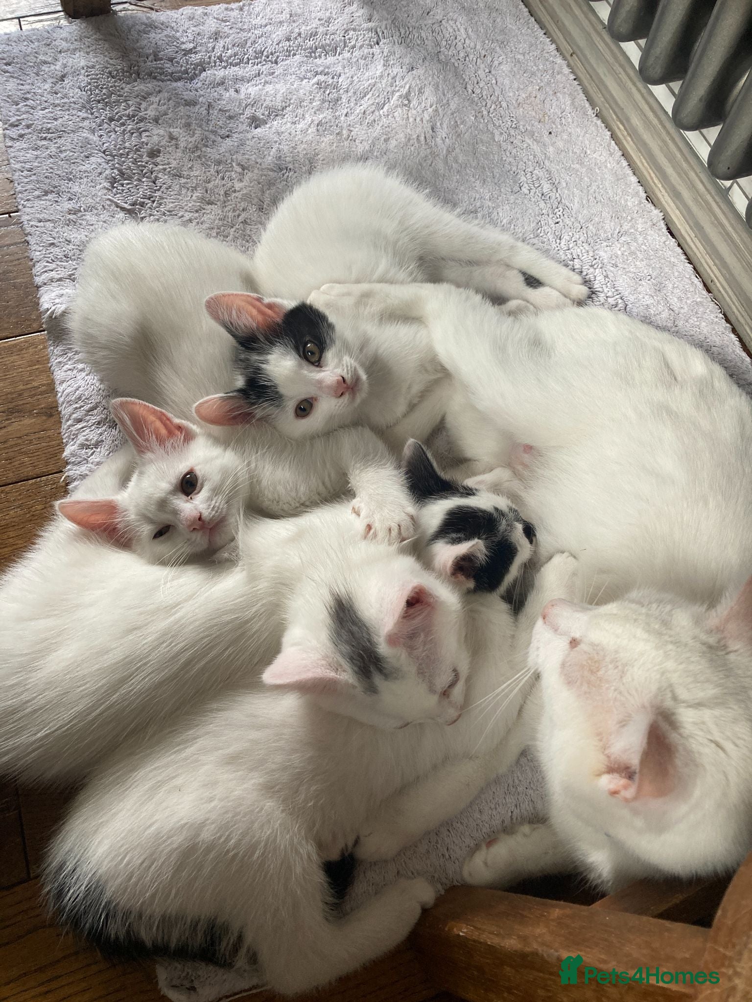 Turkish Van cats Gorgeous Turkish Van Kittens - Advert 2