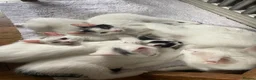 Turkish Van cats for sale: Gorgeous Turkish Van Kittens in Potters Bar - Advert 2