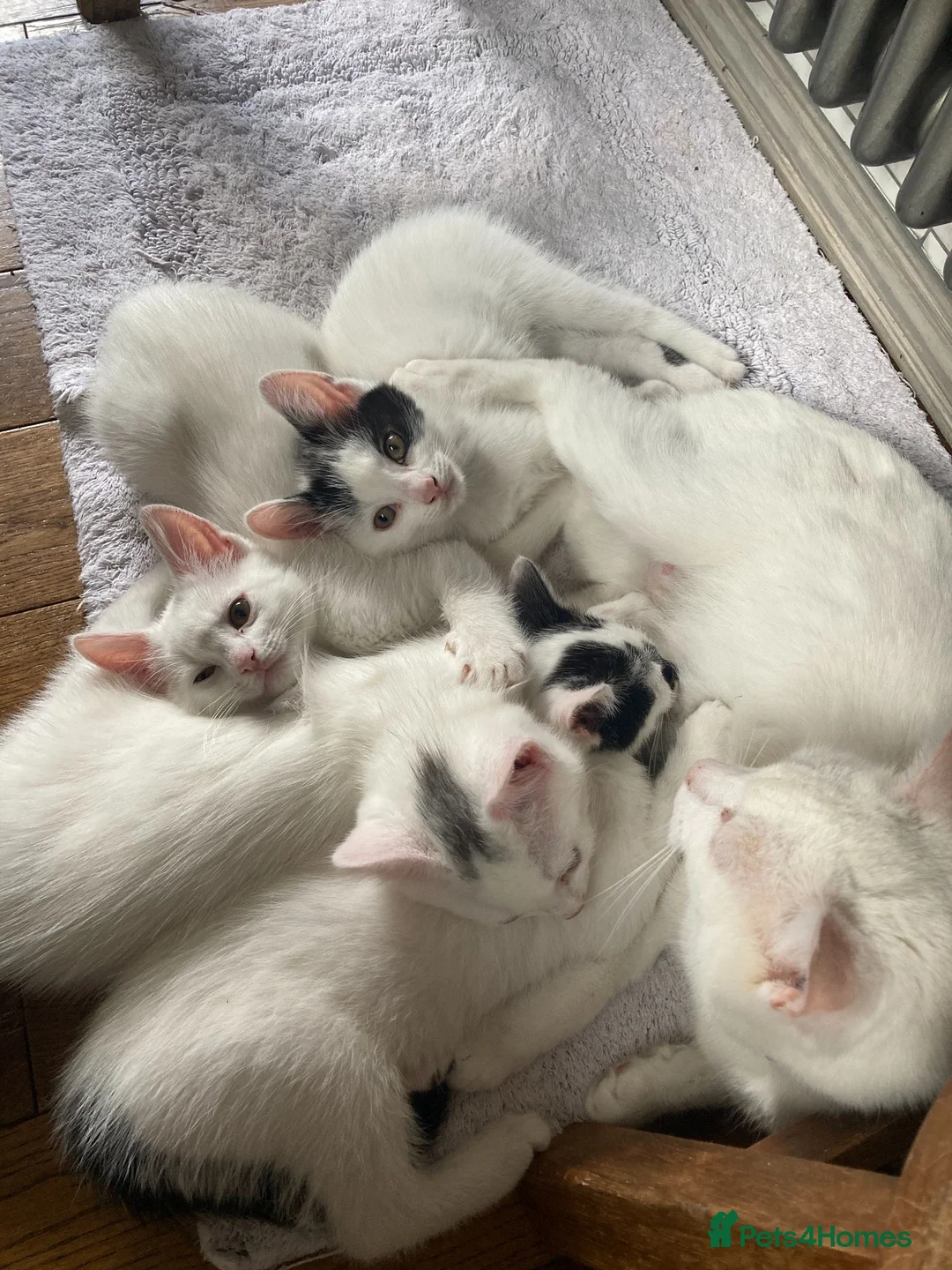 Turkish Van cats for sale: Gorgeous Turkish Van Kittens in Potters Bar - Advert 2