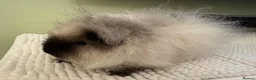 Guinea Pig rodents for sale: Male Guinea Pig Looking for a New Home in Perth - Advert 3
