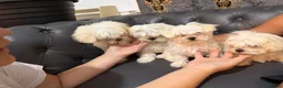 Bichon Frise dogs for sale: Bichon in Warrington - Advert 2