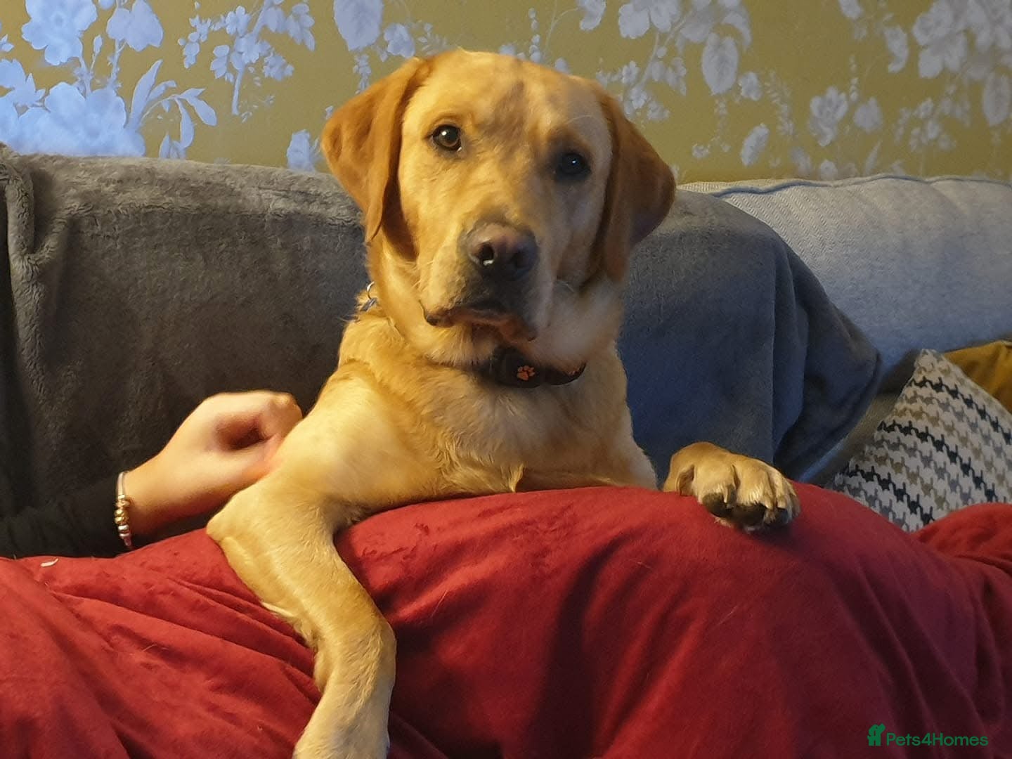 Labrador Retriever dogs Loving boy for stud x - Advert 13