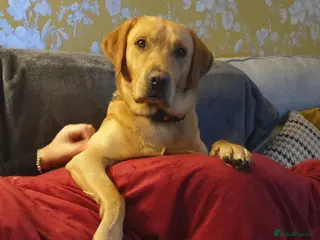 Labrador Retriever dogs Loving boy for stud x - Advert 21