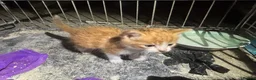 Mixed Breed cats for sale: Two lovely boy kittens.  - Advert 5