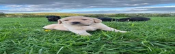 Labrador Retriever dogs for sale: 8 Labrador puppies for sale - Advert 16