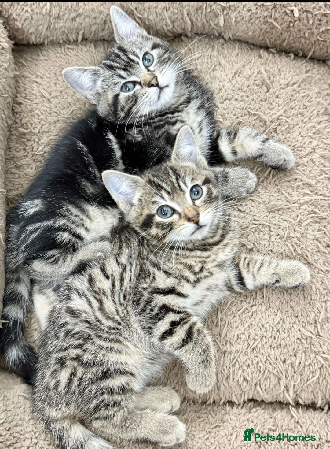 Mixed Breed cats for sale: GORGEOUS KITTENS  - Advert 15