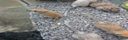 Rat rodents for sale: Tame rats, gerbils, hamster  - Advert 5