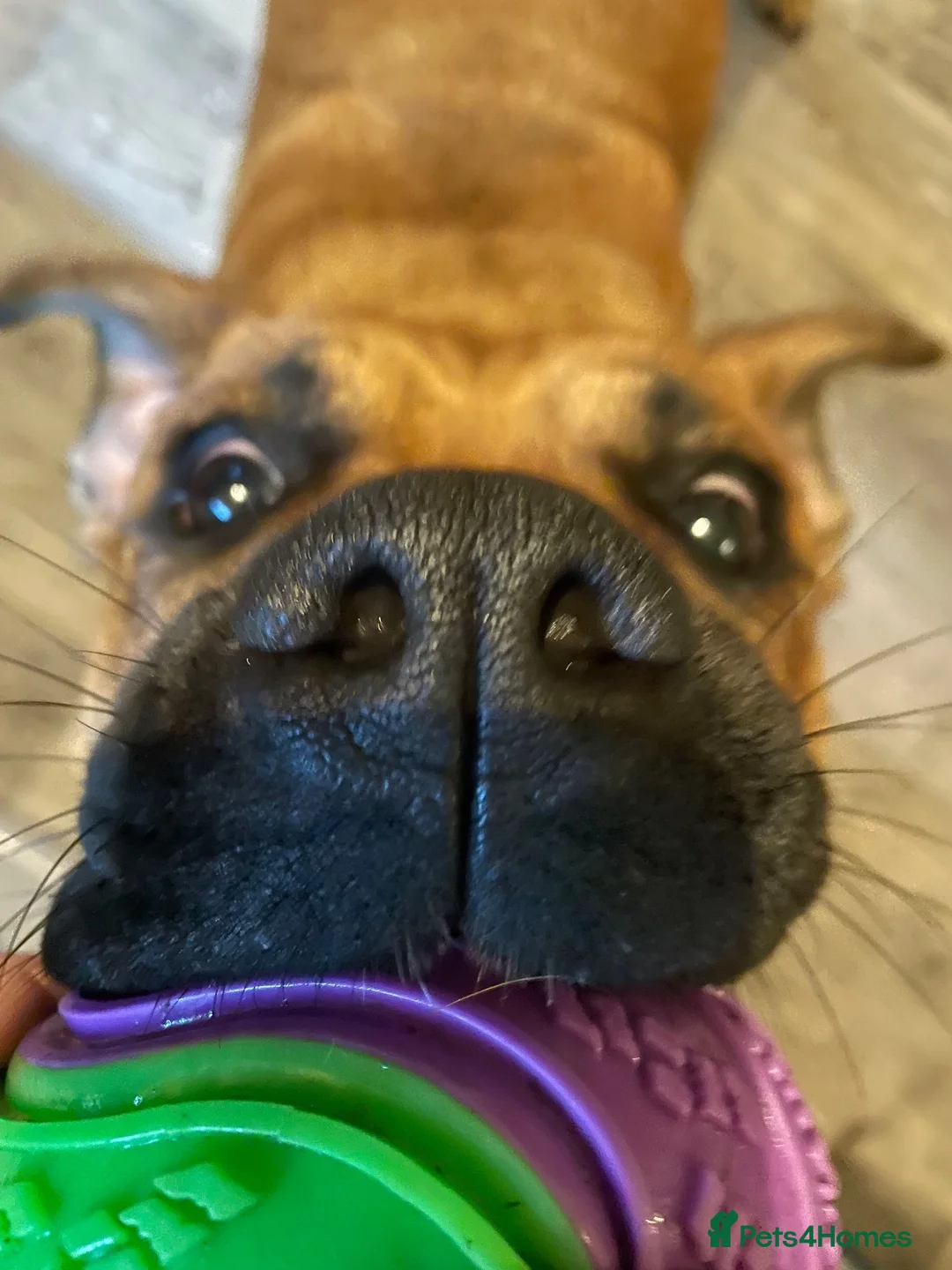 Mixed Breed dogs for sale: Molly  - Advert 8