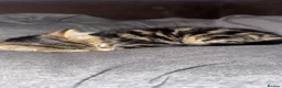 Mixed Breed cats for sale: Kitten - Advert 6