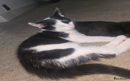 Mixed Breed cats for sale: Kittens ready now! Fully litter trained :)  - Image 2