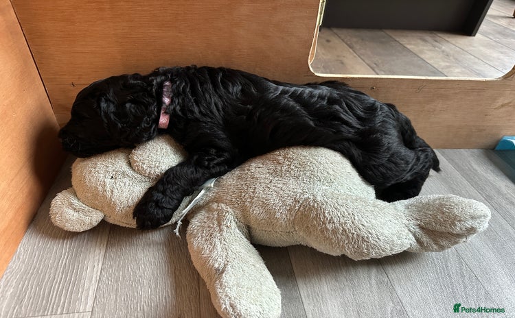 Labradoodle dogs - Advert 4